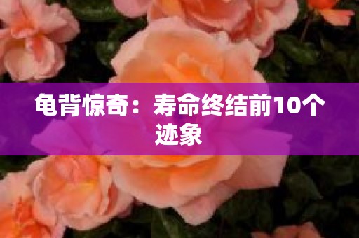 龟背惊奇：寿命终结前10个迹象