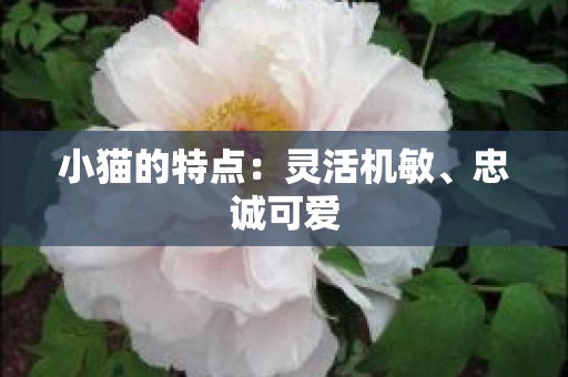 小猫的特点：灵活机敏、忠诚可爱