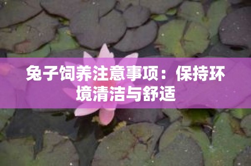 兔子饲养注意事项：保持环境清洁与舒适