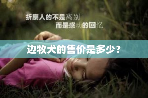 边牧犬的售价是多少？