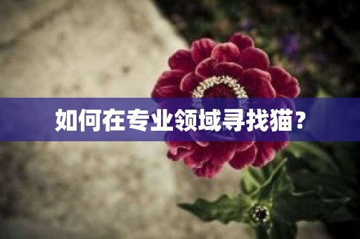 如何在专业领域寻找猫？