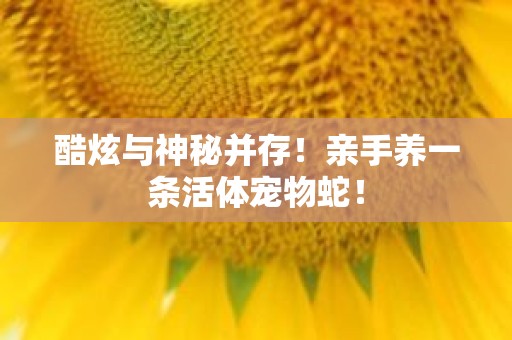 酷炫与神秘并存！亲手养一条活体宠物蛇！