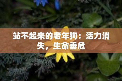 站不起来的老年狗：活力消失，生命垂危