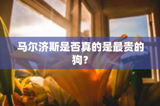 马尔济斯是否真的是最贵的狗？