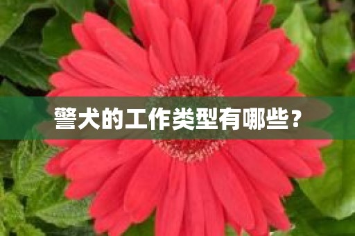 警犬的工作类型有哪些？