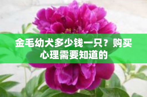 金毛幼犬多少钱一只？购买心理需要知道的