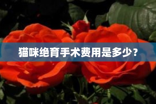 猫咪绝育手术费用是多少？