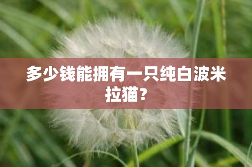 多少钱能拥有一只纯白波米拉猫？