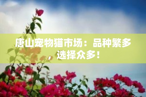 唐山宠物猫市场：品种繁多，选择众多！