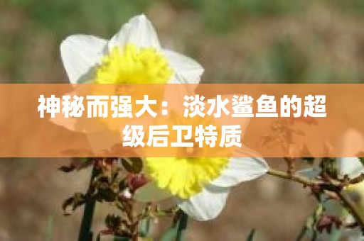 神秘而强大：淡水鲨鱼的超级后卫特质