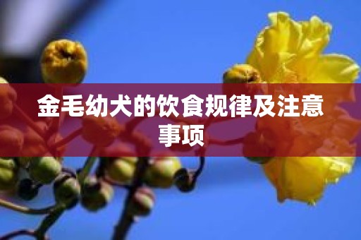 金毛幼犬的饮食规律及注意事项