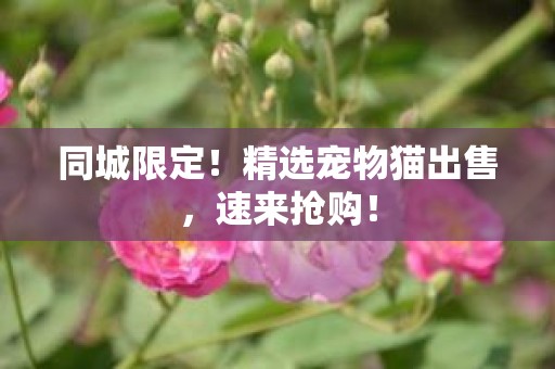 同城限定！精选宠物猫出售，速来抢购！