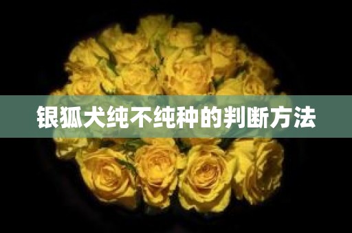 银狐犬纯不纯种的判断方法