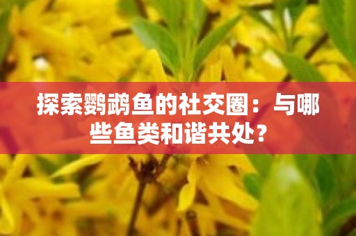探索鹦鹉鱼的社交圈：与哪些鱼类和谐共处？