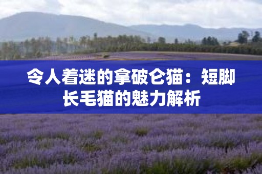 令人着迷的拿破仑猫：短脚长毛猫的魅力解析