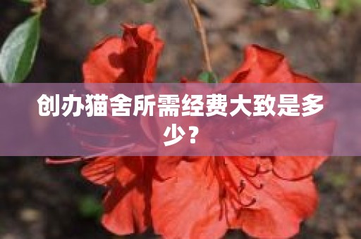 创办猫舍所需经费大致是多少？
