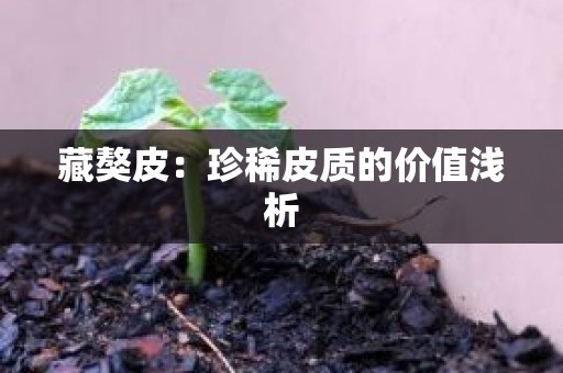 藏獒皮：珍稀皮质的价值浅析