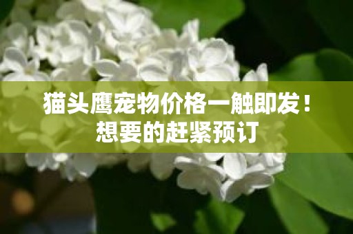 猫头鹰宠物价格一触即发！想要的赶紧预订