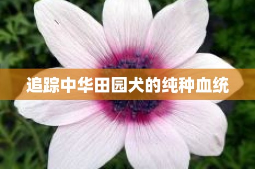 追踪中华田园犬的纯种血统