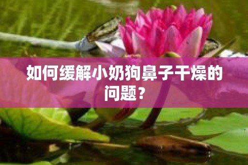 如何缓解小奶狗鼻子干燥的问题？