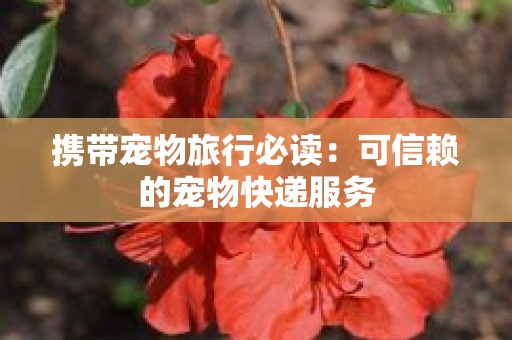 携带宠物旅行必读：可信赖的宠物快递服务