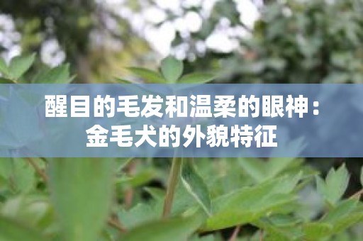 醒目的毛发和温柔的眼神：金毛犬的外貌特征