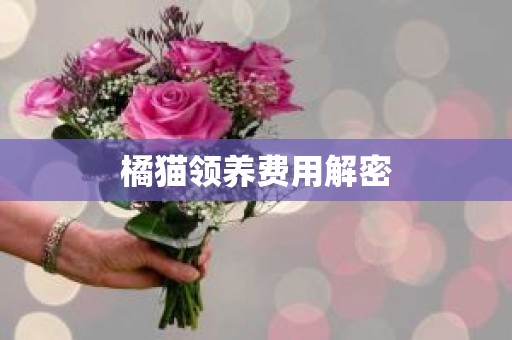 橘猫领养费用解密