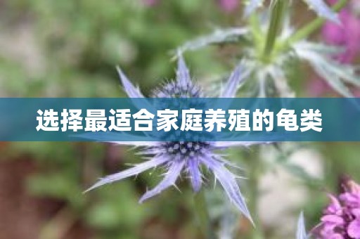 选择最适合家庭养殖的龟类