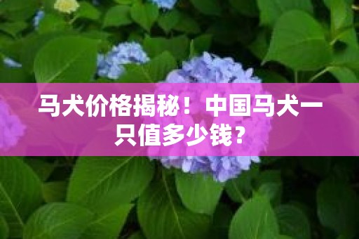 马犬价格揭秘！中国马犬一只值多少钱？