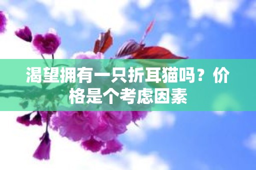 渴望拥有一只折耳猫吗？价格是个考虑因素