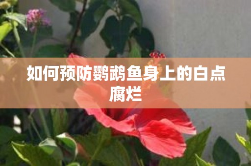 如何预防鹦鹉鱼身上的白点腐烂
