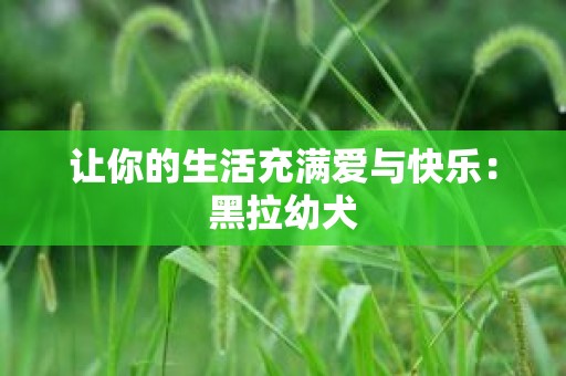 让你的生活充满爱与快乐：黑拉幼犬