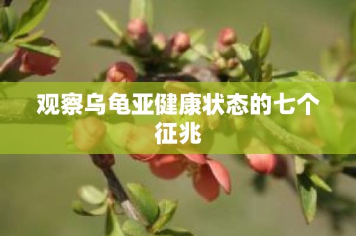 观察乌龟亚健康状态的七个征兆