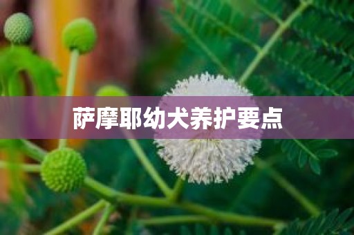 萨摩耶幼犬养护要点