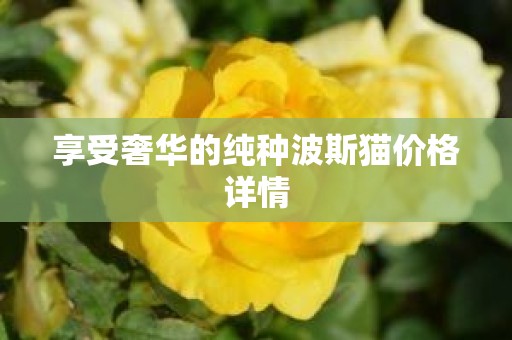 享受奢华的纯种波斯猫价格详情