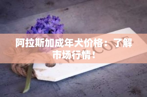 阿拉斯加成年犬价格：了解市场行情！