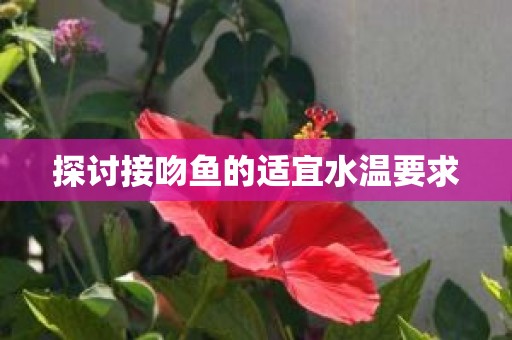 探讨接吻鱼的适宜水温要求