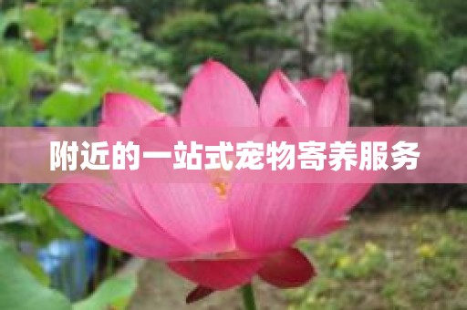 附近的一站式宠物寄养服务