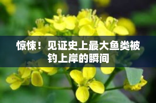 惊悚！见证史上最大鱼类被钓上岸的瞬间