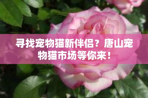 寻找宠物猫新伴侣？唐山宠物猫市场等你来！
