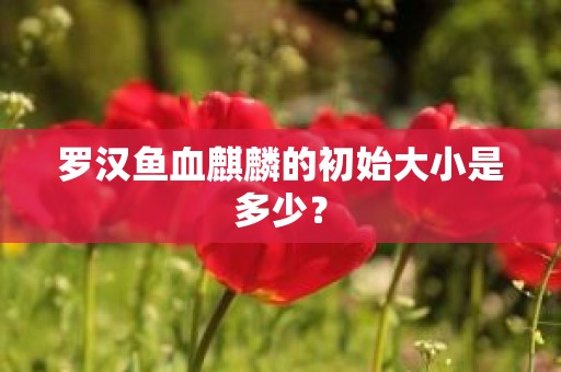 罗汉鱼血麒麟的初始大小是多少？