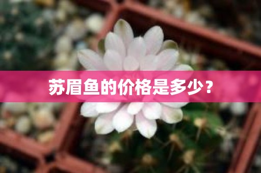 苏眉鱼的价格是多少？