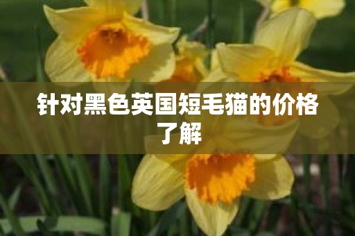 针对黑色英国短毛猫的价格了解