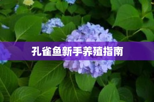 孔雀鱼新手养殖指南