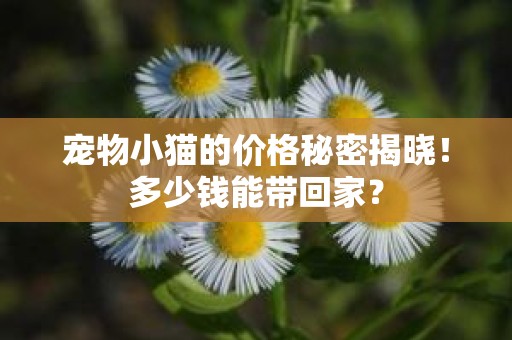 宠物小猫的价格秘密揭晓！多少钱能带回家？