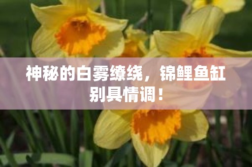 神秘的白雾缭绕，锦鲤鱼缸别具情调！