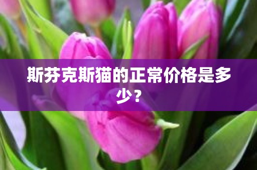 斯芬克斯猫的正常价格是多少？