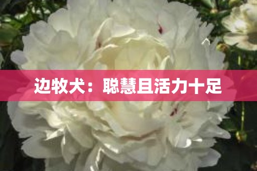 边牧犬：聪慧且活力十足