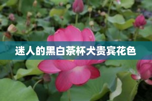 迷人的黑白茶杯犬贵宾花色