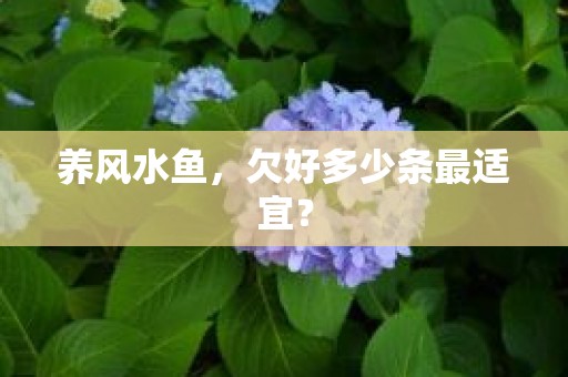 养风水鱼，欠好多少条最适宜？